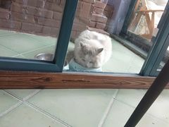 -喵屿·大理花园猫咖