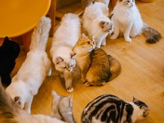 -有喵·猫咖·狗咖·30几只猫10只小狗(岗厦店)