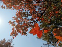 -广州市石门国家森林公园