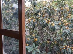 -两棵枇杷树