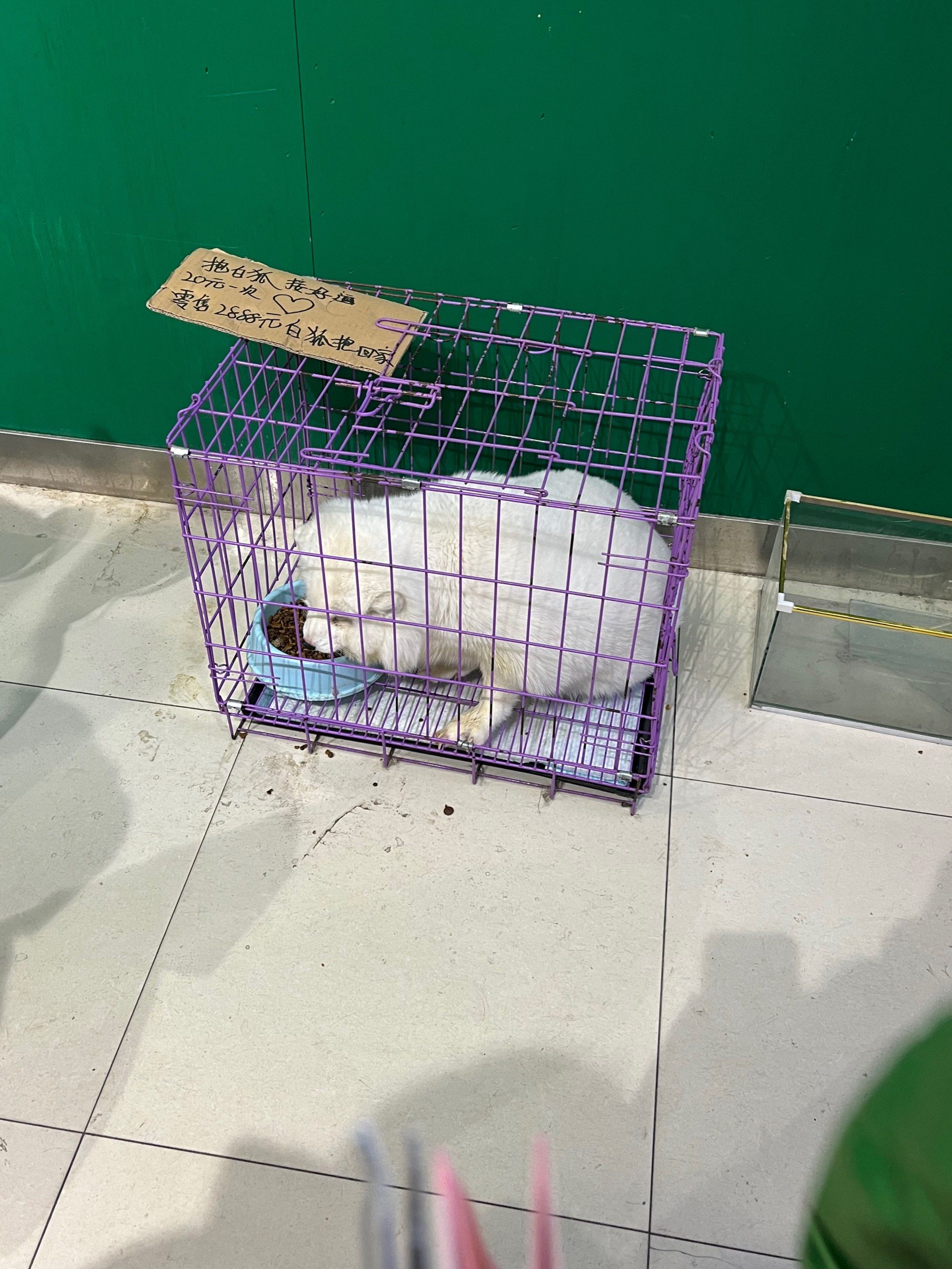 胖狐狸