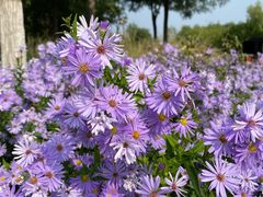 -永定河休闲森林公园