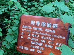 -汤旺河林海奇石景区