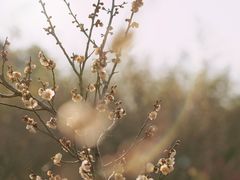 -蜀冈西峰生态公园