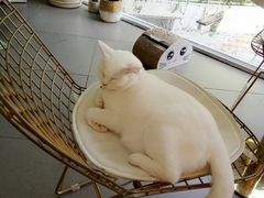 -有猫主题·治愈系猫咖(曾厝垵店)