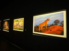 -罗红摄影艺术馆