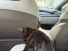 -四月宠物医院·猫专科·心脏专科·内科(转塘店)