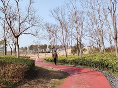 -春花秋色城市公园