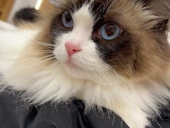 -瑞派康怡24h宠物医院·犬猫医疗中心·微创绝育(瑞景分院)