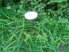 萱草-东莞市可园博物馆