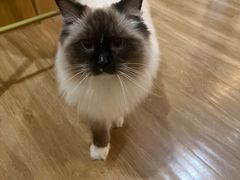 -滚猫咖啡·猫咖·猫友好撸猫(未来城店)