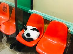 -猫咪博物馆(顶澳仔猫街店)