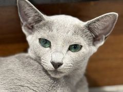 -琪喵猫屋·撸猫猫咖·猫舍