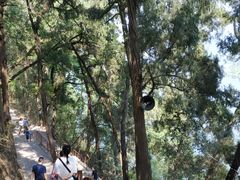 -子昂故里文化旅游区