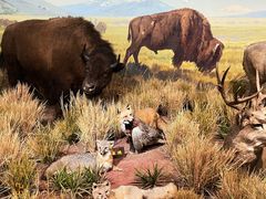 -陕西自然博物馆