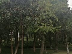 -重庆市江北嘴中央商务区中央公园