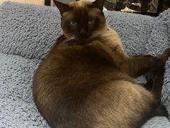 -有猫主题·治愈系猫咖(曾厝垵店)