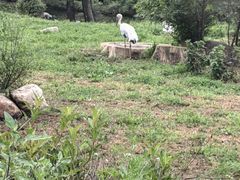-沈阳森林动物园