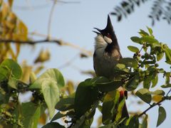 -华侨城湿地公园