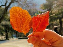-香山公园