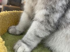 -喵园·猫主题咖啡厅·撸猫·猫咖(国贸店)