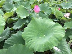-缘来聚·徽菜名店(黄山宏村店)