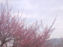 -香雪海