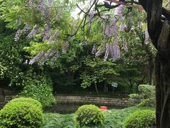 -嘉定紫藤园