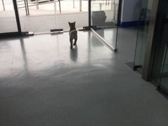 -睿金宠物医院·CT·肿瘤·骨外科