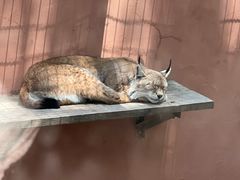-青藏高原野生动物园