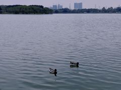-海珠湖公园