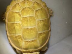 -上海大自然野生昆虫馆