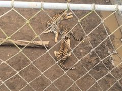 -西霞口神雕山野生动物世界