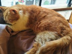 -more than meow吴止猫主题餐厅(承德 中船汇店)