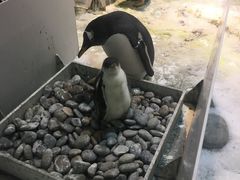 -大连圣亚海洋世界