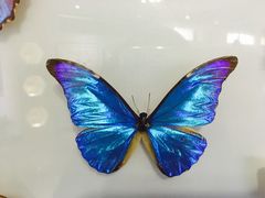 -上海昆虫博物馆