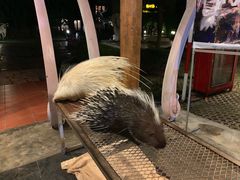 -清迈夜间动物园