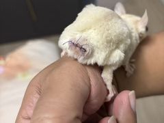 -雨林宠物医院 非犬猫异宠专科