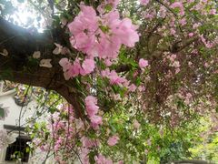 -深圳国际园林花卉博览园