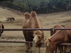-沈阳森林动物园