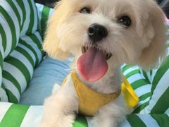 -翊宠yipet猫狗购宠庄园犬舍•猫舍