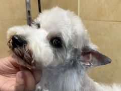 -佳雯宠物医院·皮肤科·内外科(春晓路分院)