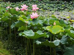 -上膳源有机农场