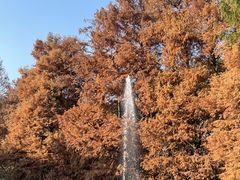 -上海共青森林公园