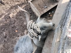 -栾川竹海野生动物园