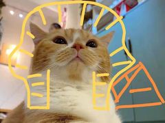 -IYO矮哟猫主题休闲馆·猫咖(南山店)