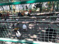 景点-瑞丽独树成林风景区