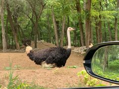 -北京野生动物园