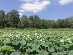 -溱湖国家湿地公园