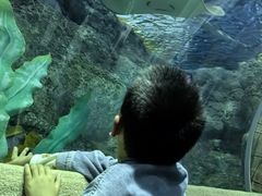 -芜湖新华联大白鲸海洋公园